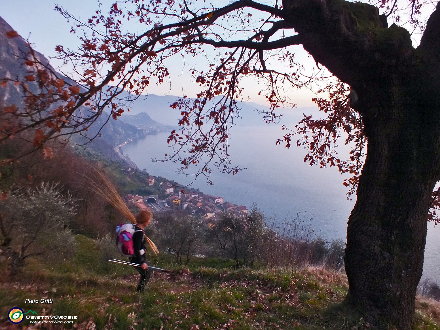 96 Bellissima quercia al tramonto.JPG